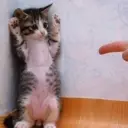 话说画圈圈的2猫、