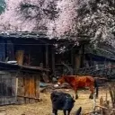xueyedan