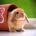 一戒清心